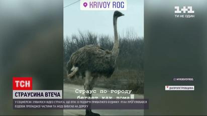 Новости Украины: среди Кривого Рога страус прогуливался вдоль проезжей части