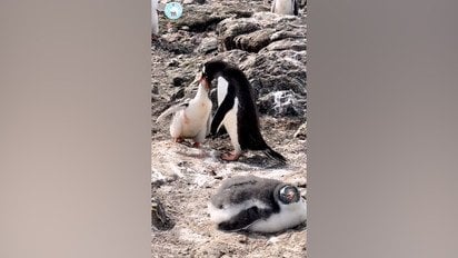 Українські полярники зняли на відео кумедну втечу пінгвіна від пташеняти