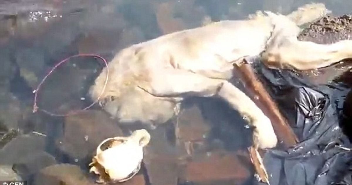 Полуразложившийся труп неизвестного существа нашли в воде.