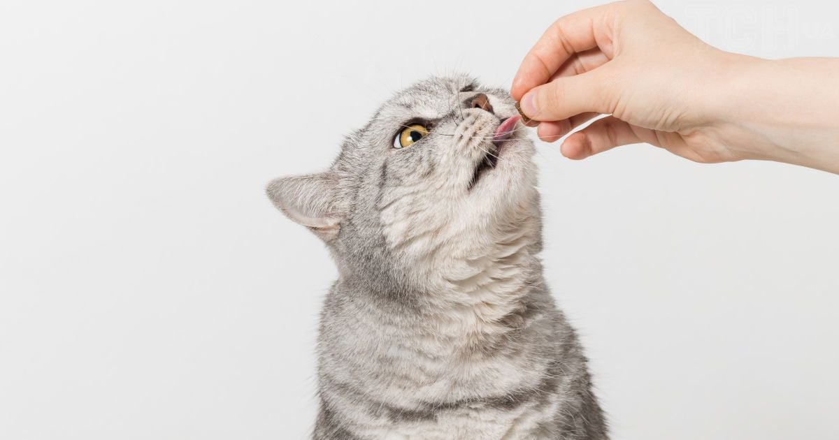 Порушення харчової поведінки у котів: ветеринарка розповіла, що робити і як допомогти тварині