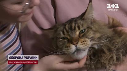 Кіт-гігант із Херсона став зіркою Мережі - для його порятунку залучили купу людей