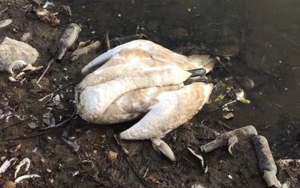 Загадочный мор лебедей в Винницкой области: что показала экспертиза и кого подозревают селяне