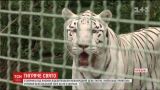 В зверинце под Киевом отпраздновали Международный день тигров