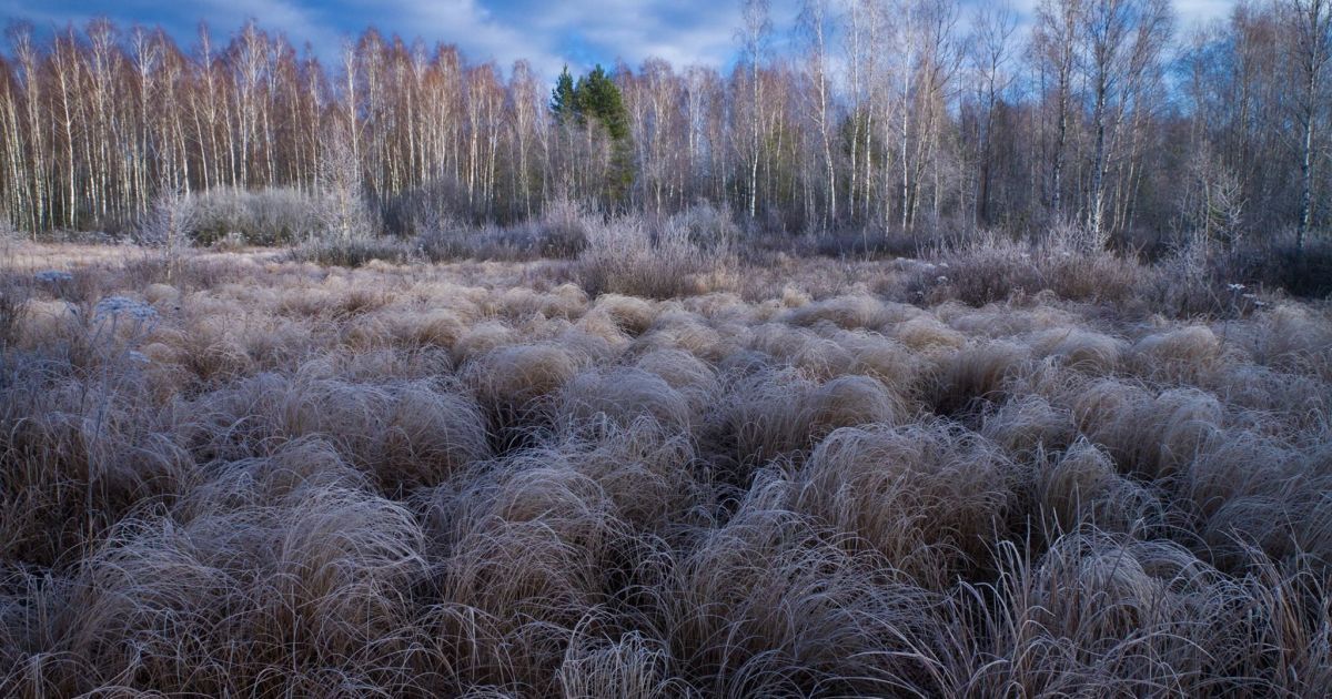 Красота Чернобыльского заповедника / © Чорнобильський радіаційно-екологічний біосферний заповідник