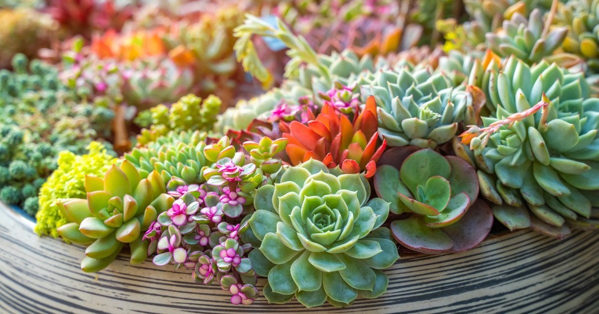 Квіти в горщику