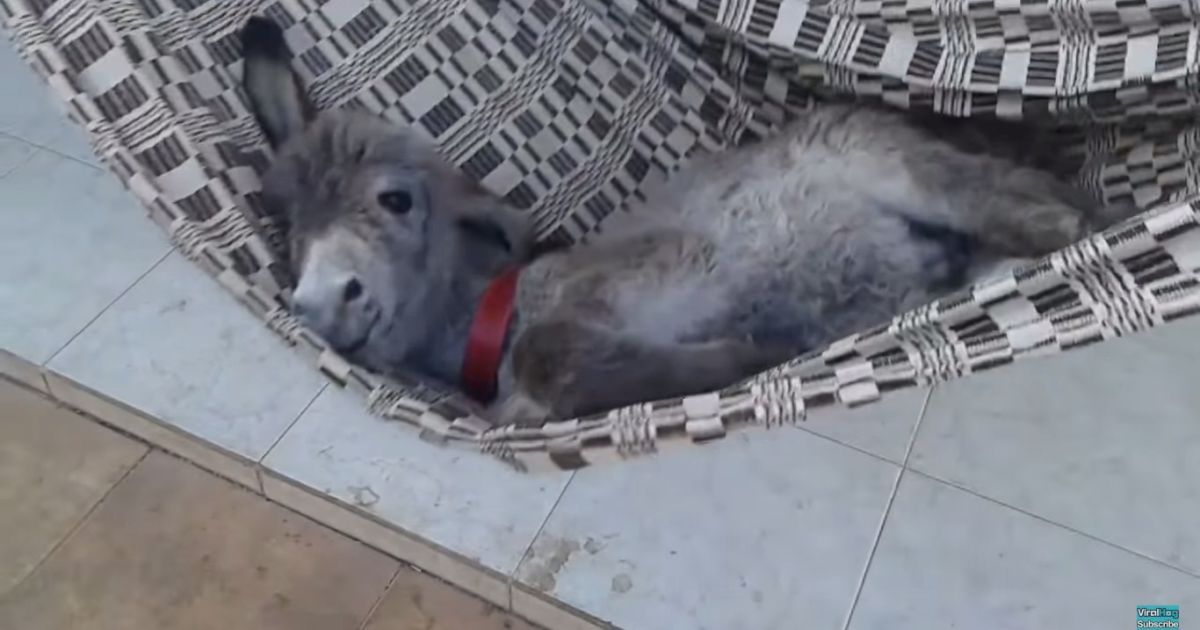 Довольный ослик качается на гамаке