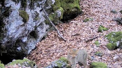 На Закарпатті фотопастка зафіксувала рідкісного лісового кота