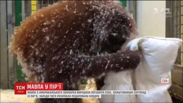 Інтернет забавляє відео, на якому мавпа влаштувала снігопад із пір'я