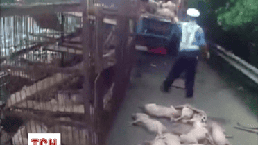 В Китае перевернулся грузовик с поросятами