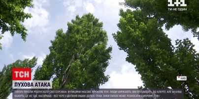 Новости Украины: насморк, слезотечение и чихание - есть ли причиной этих симптомов пух тополя