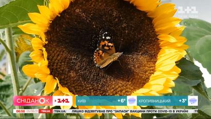 Літр коштує вже 80 грн: чому зросла ціна на соняшникову олію