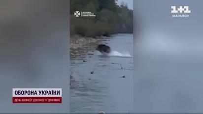 Не ухилянт, а умилянт! Румунське турне українського кабана через Тису