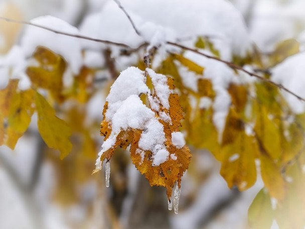 24 ноября на деревьях или траве иней — в ближайшие дни будет снегопад. / © unsplash.com