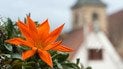 Англійський сад