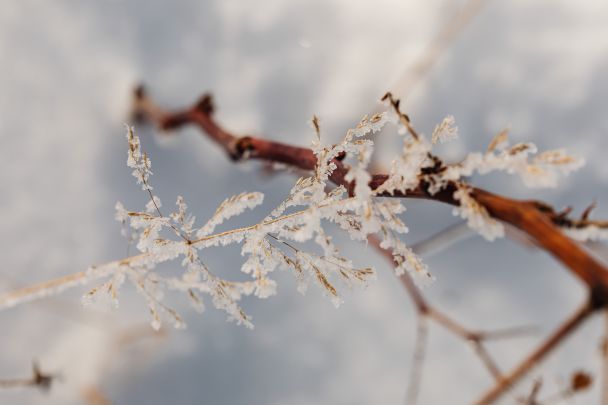 Якщо на землі лежить багато снігу 3 січня – рік буде родючим. / © Pexels