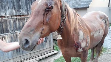поранений кінь_5 / © Страница в Facebook "Чорнотисянський Рідний Край"