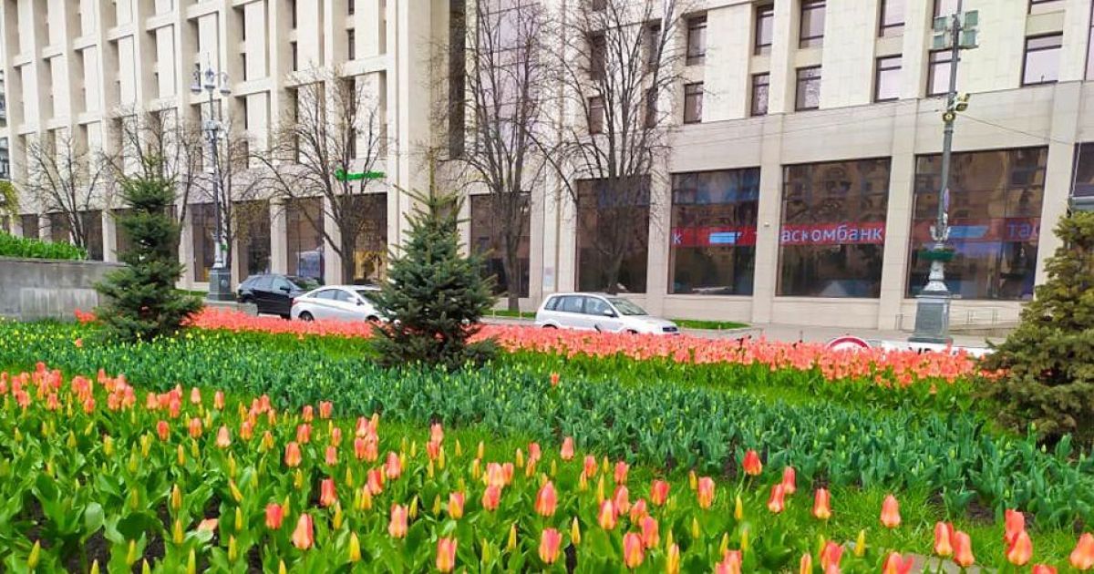 У центрі Києва розквітли 100 тисяч тюльпанів