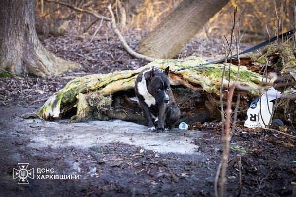 У Харкові 12 березня на водоймі під кригу провалилося шестеро дітей / © ДСНС України
