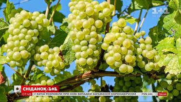 Какие овощи и фрукты обязательно должны быть на вашем столе в августе