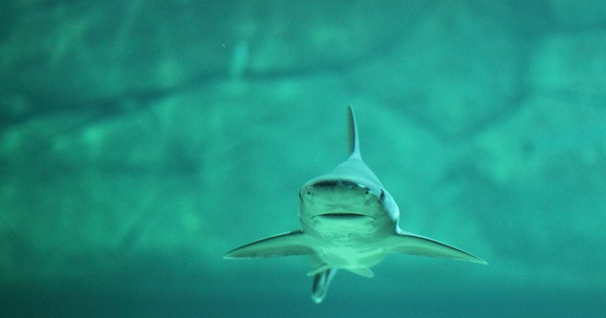 Во Флориде акула чуть не съела ногу водолаза