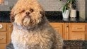 Пес с "человеческим" выражением лица удивил Сеть: тест показал 10 пород (фото)