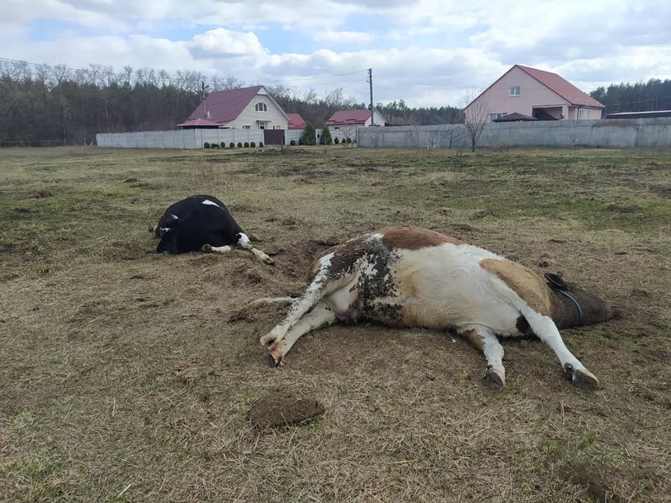 Вбиті окупантами корови / © ДСНС України