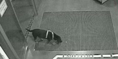 Собака "сдала" немецкой полиции вора