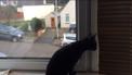 Котик пытался поймать хотя бы одну снежинку