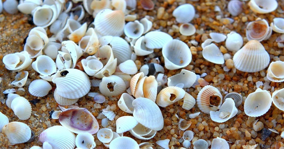 Древняя мода: люди целенаправленно собирали ракушки для создания ожерелья