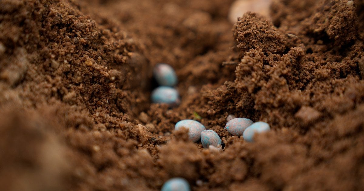 Насіння в ґрунті