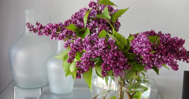 Как сберечь сирень свежей в вазе долгое время: интересный лайфхак