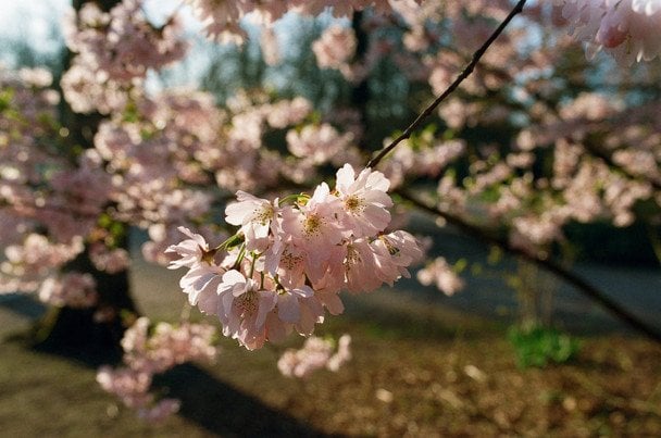 Народні прикмети 9 квітня / © pexels.com