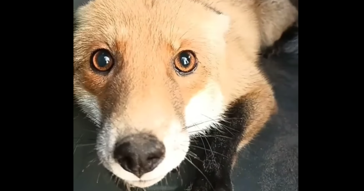 Лис совсем молоденький, вероятно, это его первая осень