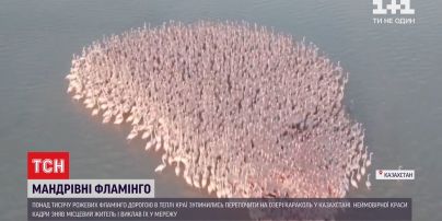 Рожевий острів на озері: понад тисяча фламінго сіли перепочити у Казахстані