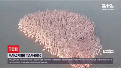 Рожевий острів на озері: понад тисяча фламінго сіли перепочити у Казахстані