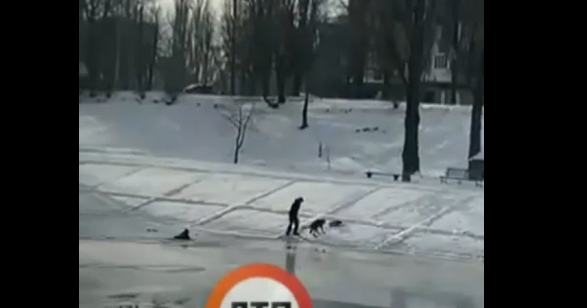 У Києві собака кинувся у крижану воду, щоб витягнути хлопця, який тонув: відео