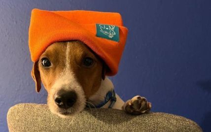 В стильной шапке цвета Апероль: пес Патрон показал, как утеплился