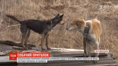 Концлагерь или спасение для собак: ТСН проверила приют под Новоград-Волынским