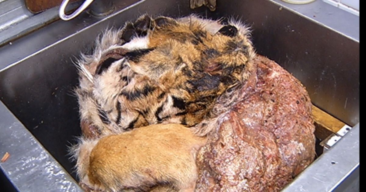 Полиция проводит расследование