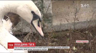 На Кіровоградщині засумував лебідь, бо не може відлетіти у вирій