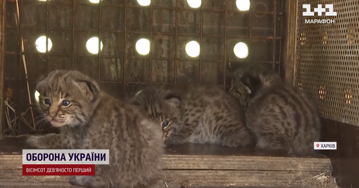 Кошенята рисі, які народились у Харкові