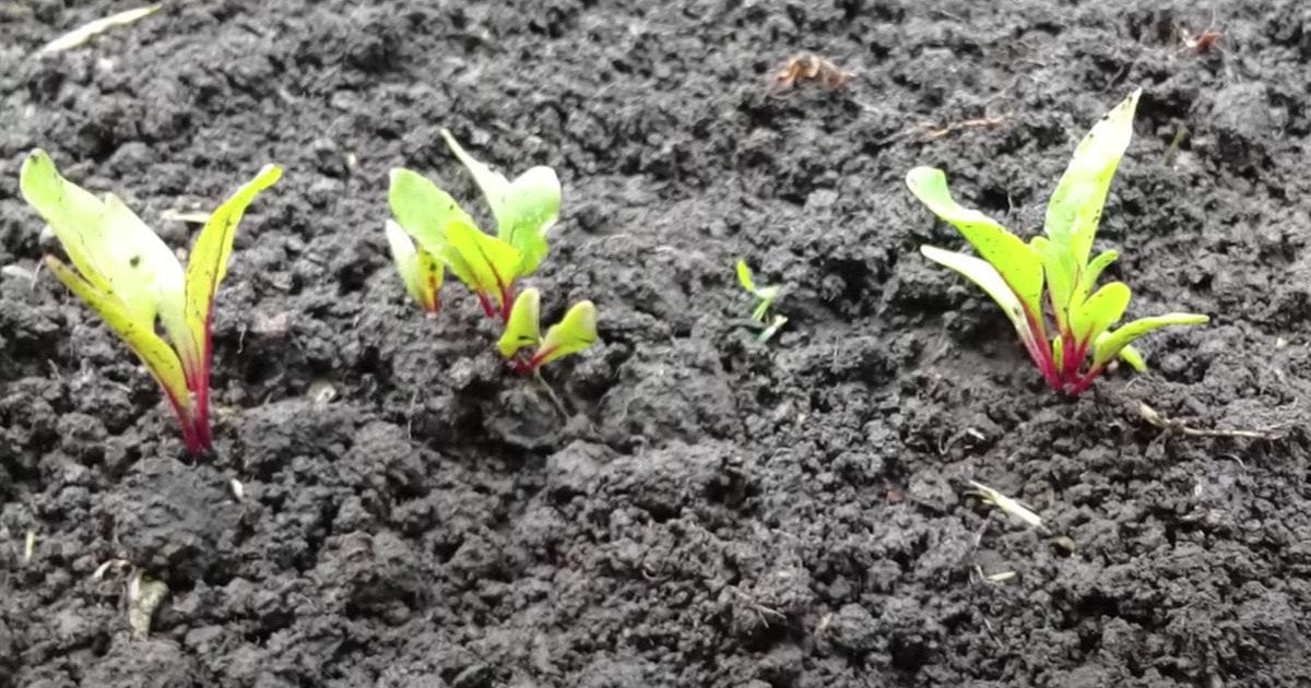 Когда сеять свеклу