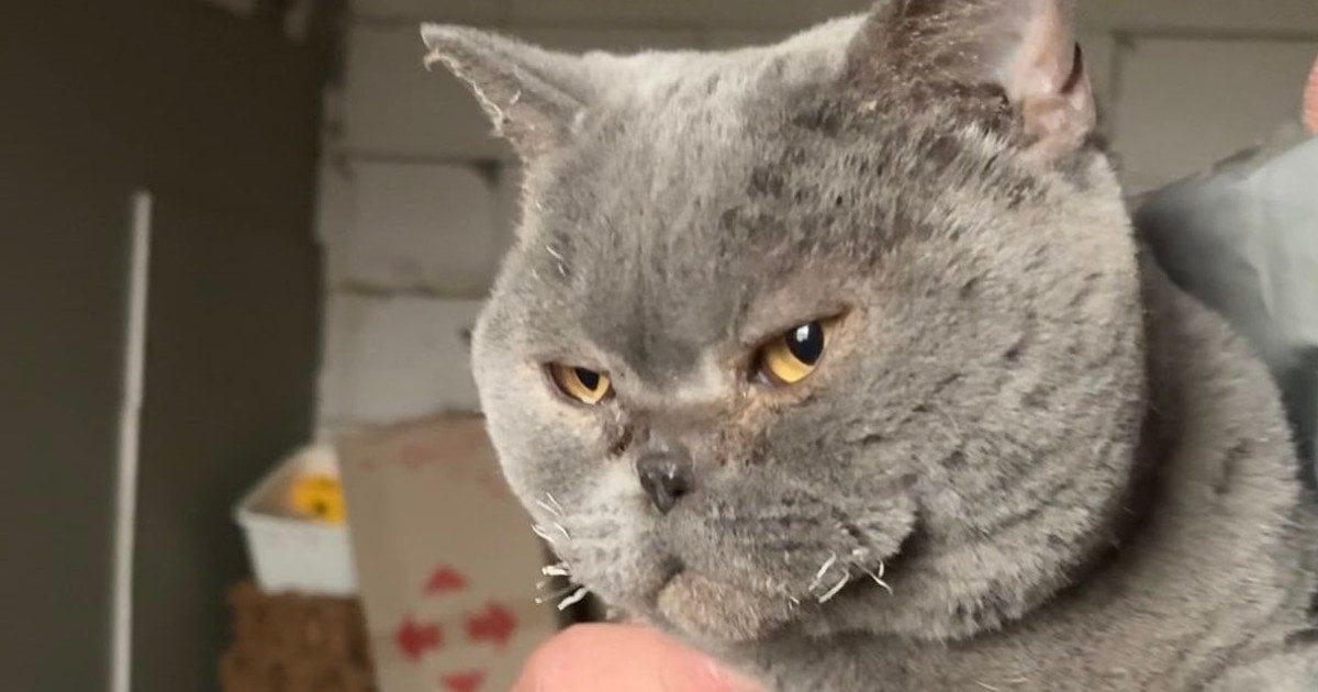 Врятована кішка