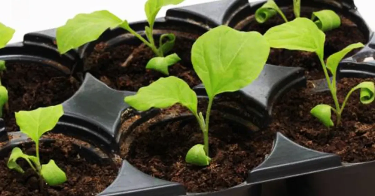 Коли сіяти баклажани на розсаду