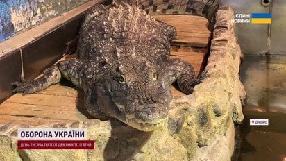 “Він любив мене своєю крокодильською любовʼю”! У Дніпрі через обстріл загинув улюбленець тисяч дітей