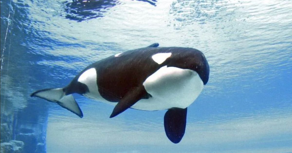 Died “the loneliest killer whale in the world”, which lived for more than 40 years in captivity: video