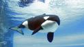 Померла “найсамотніша косатка в світі”, яка прожила понад 40 років у неволі: відео