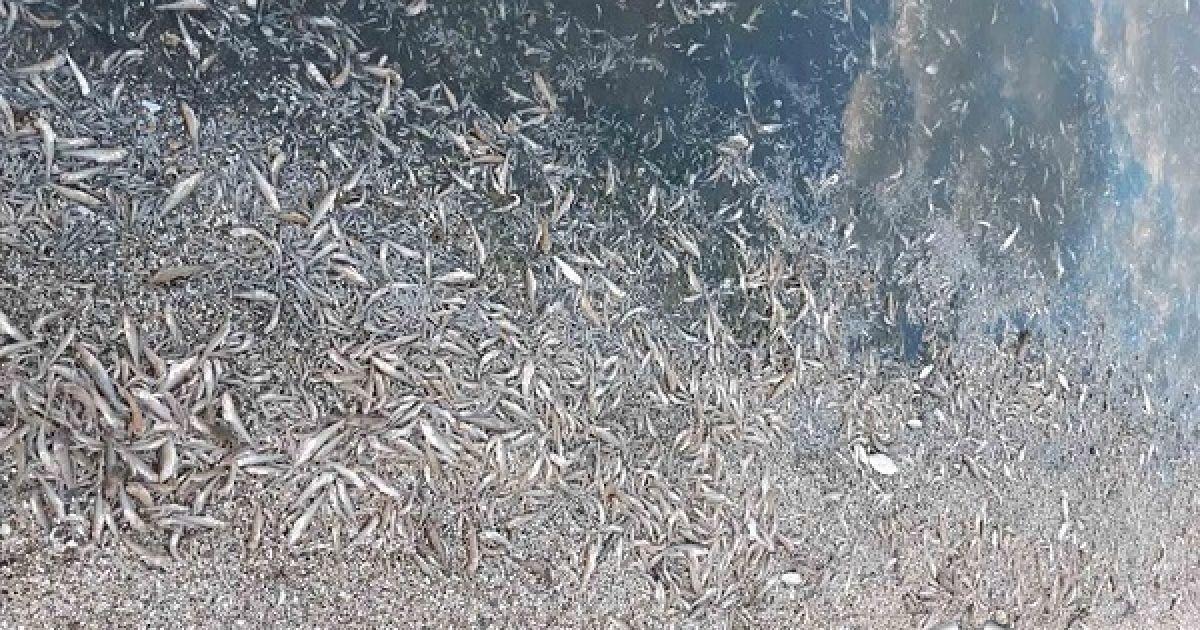 У Херсонській області зафіксували мор риби - загинуло близько 1,6 млн екземплярів