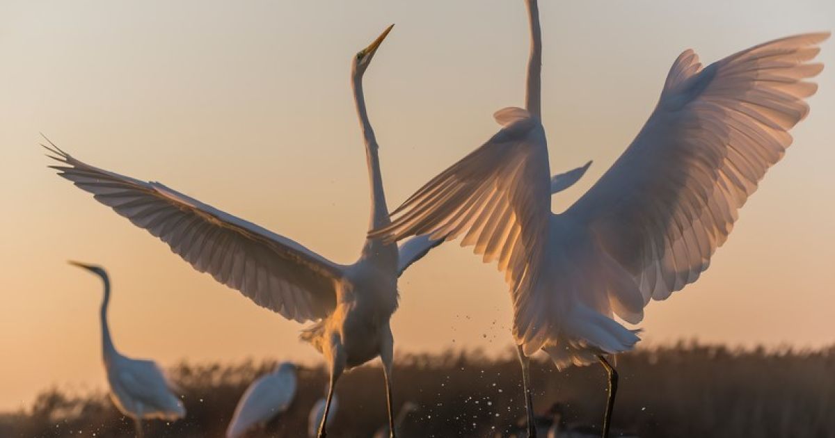 Лучшее фото года по версии Ukrainian Photo Awards 2015 / © Ukrainian Photo Awards
