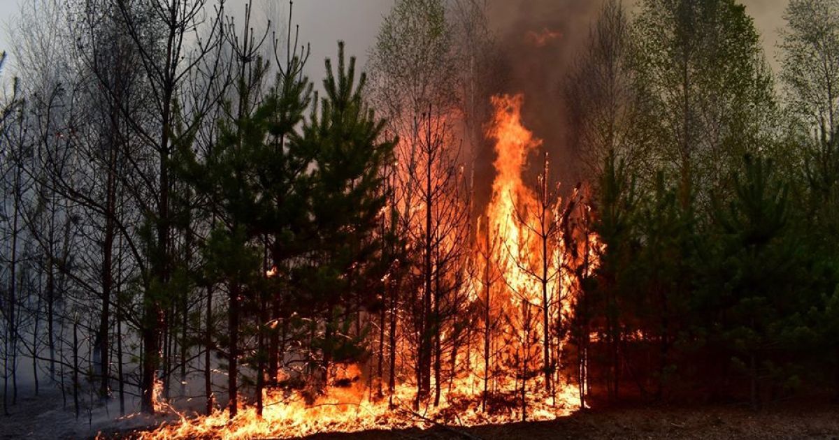 У Житомирській області знову палають ліси: вогонь поблизу населених пунктів